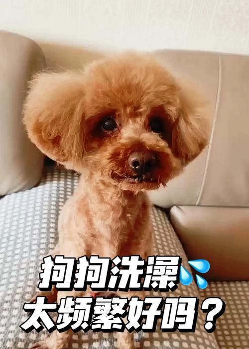 狗狗洗澡的最佳时间是什么时候？（揭秘狗狗5个月时洗澡的最佳时间和注意事项）
