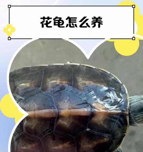 如何正确给水栖龟加温？（水栖龟加温的操作全攻略）
