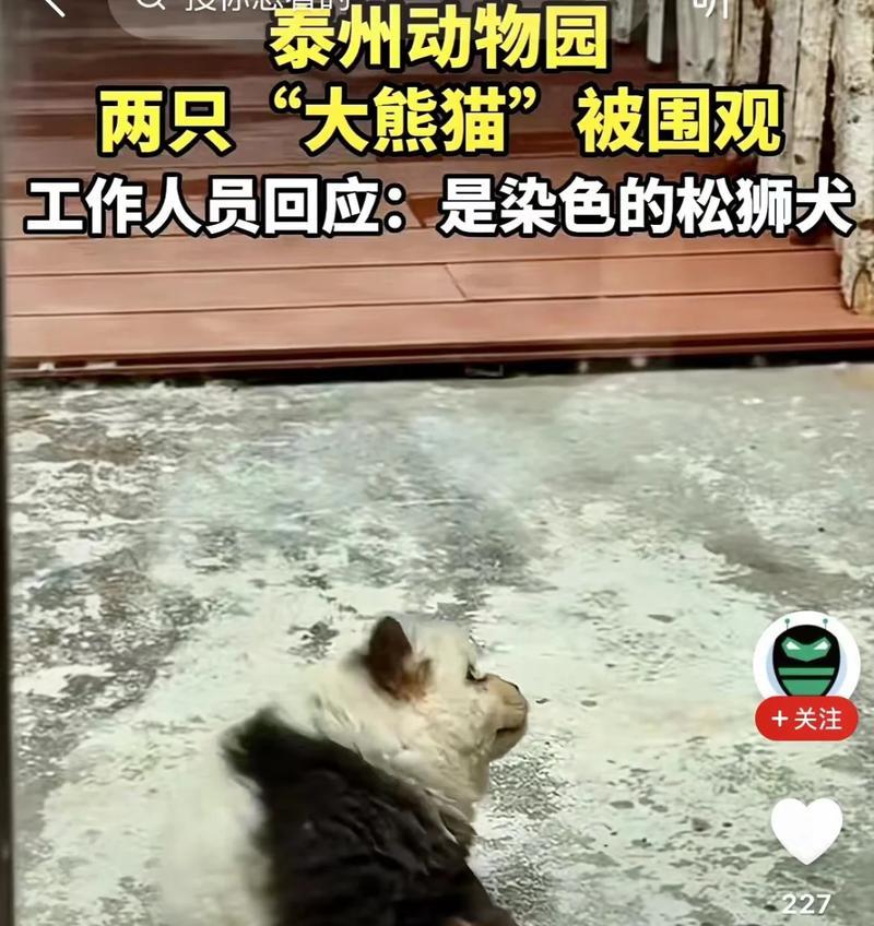 五种“山寨版”狗狗（揭示一些无法替代的真正可爱的狗狗品种真相）