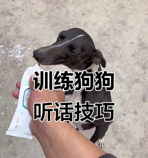 让狗狗自由召回，轻松享受无牵绳的时光（5步教你培养狗狗可靠的召回能力）