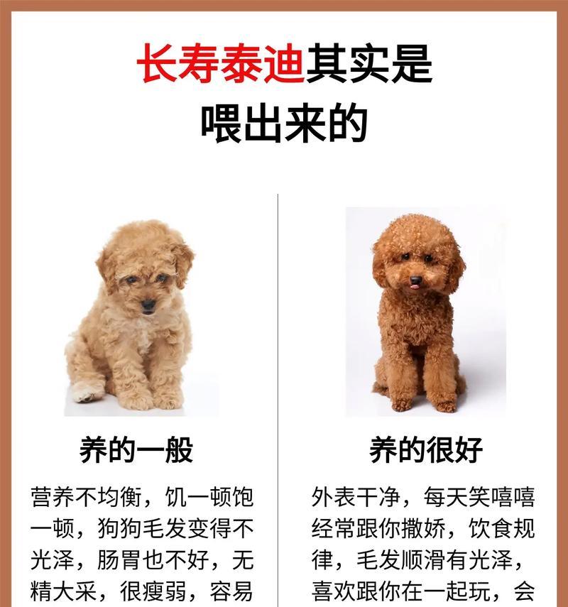 泰迪犬的牙齿护理（了解适合泰迪洗牙的时间和方法，让它的牙齿健康明亮）