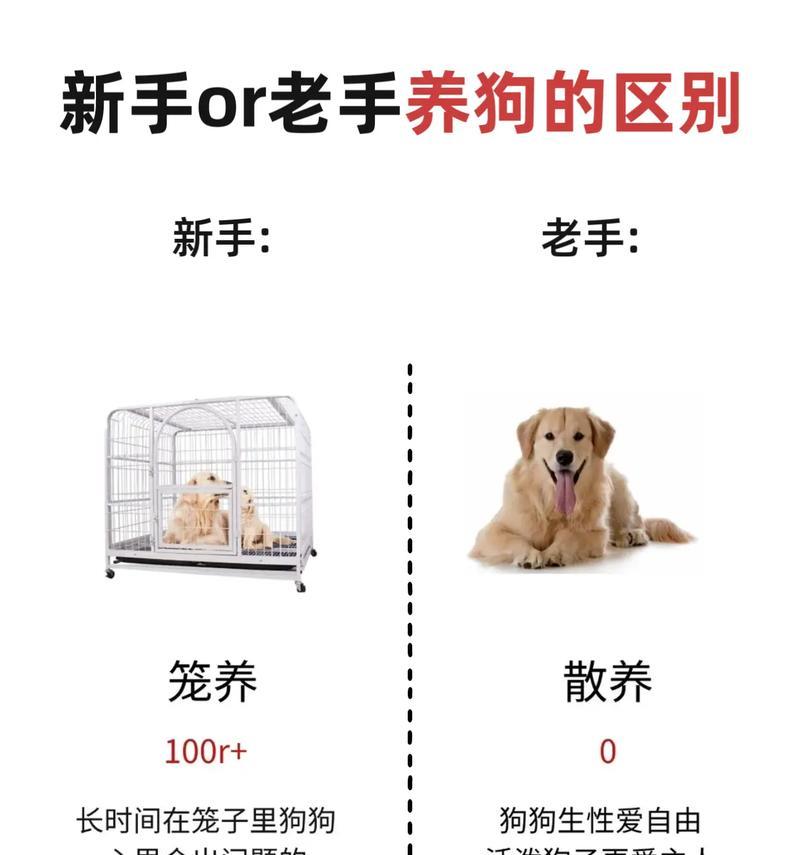 狗狗散养的最佳时机和方法（通过合适的时间和训练，让你的狗狗享受自由活动）