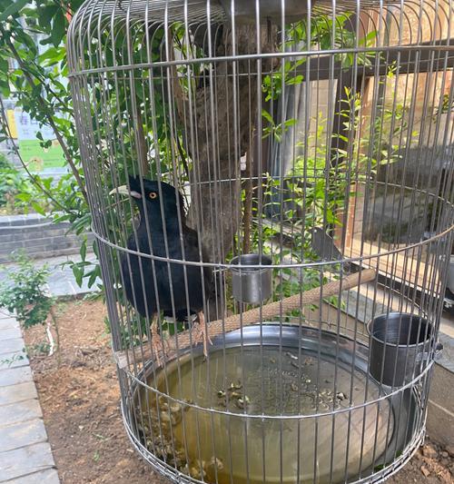 小八哥不能吃哪些东西？（了解小八哥的饮食禁忌，保护它的健康成长）