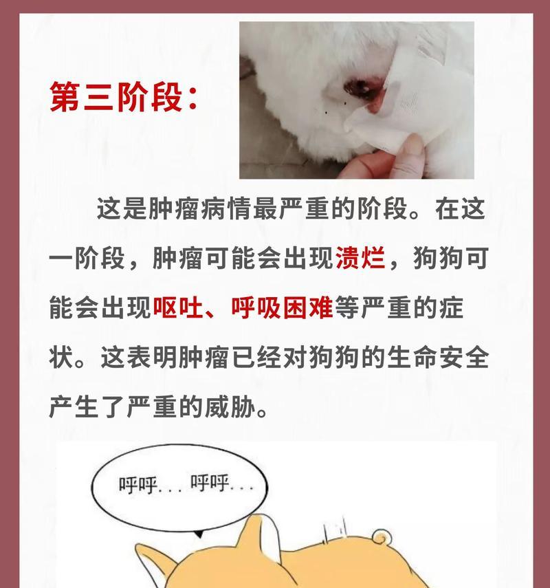 狗的癌症种类及预防措施（探索狗类最常见的癌症类型以及保持它们的健康）