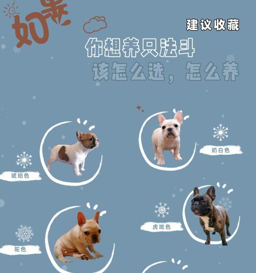 正确喂养法国斗牛犬的方法（为您介绍如何给法斗提供适宜的饮食和营养）