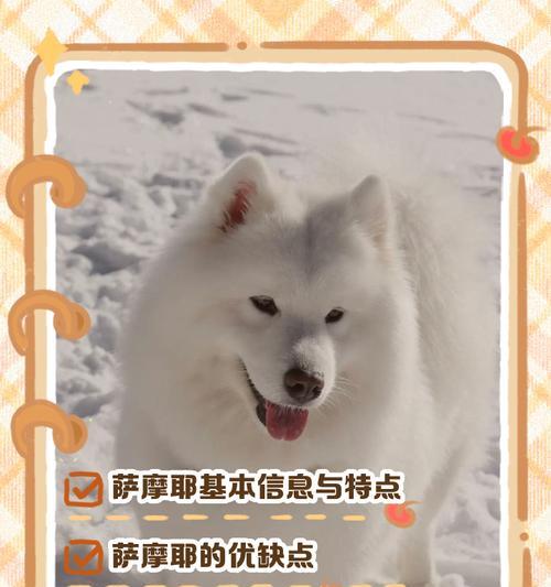 以萨摩耶的成长周期与特点（探寻以萨摩耶的成长时间以及身体和心理发育特征）