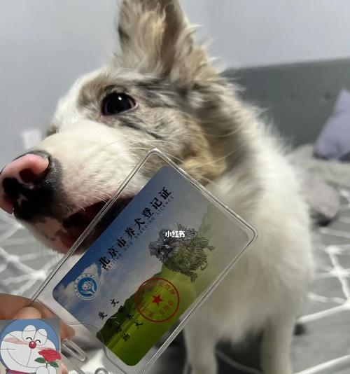 办狗证的犬种及其用途（了解33种狗证的用途和重要性，保护你的爱犬与社会安全）