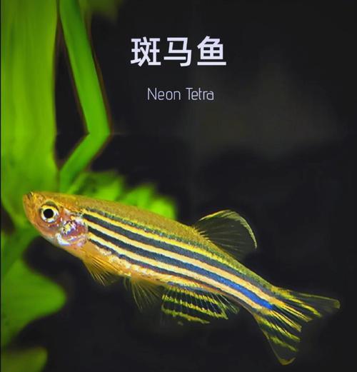 红斑马鱼的饲养之道（了解红斑马鱼的喂养频率与方法，保持它们的健康生长）