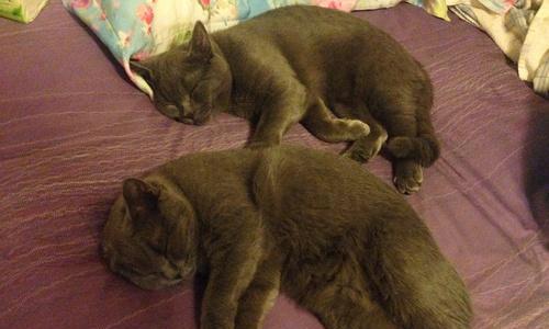 英短蓝猫怀孕期多久？（揭秘英短蓝猫的怀孕时间及注意事项）