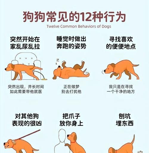 狗狗配后多久能看出来怎么办？（解决狗狗配后多久可见的问题及应对方法）