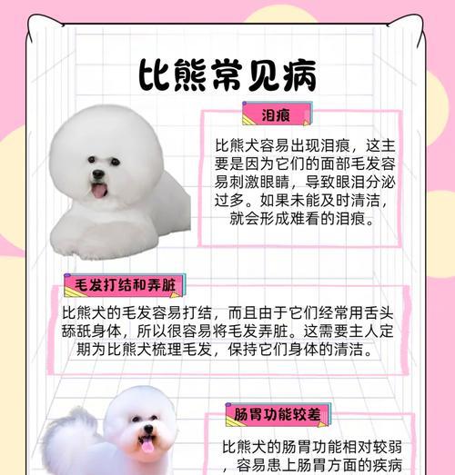 比熊犬洗澡的讲究（揭秘比熊犬洗澡的关键要点及注意事项）