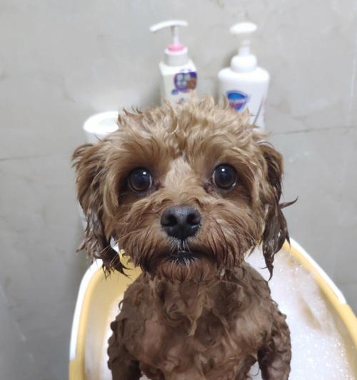 狗狗生了多久可以洗澡？（了解正确的洗澡时间，让母狗和幼犬保持健康）