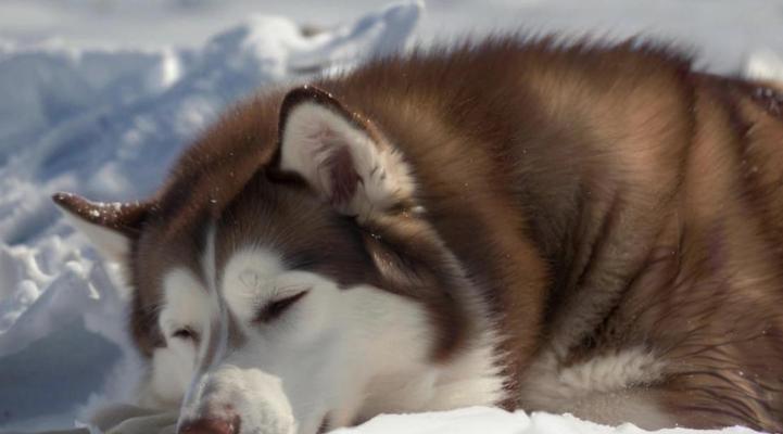 阿拉斯加犬（了解阿拉斯加犬的价格和其8个优缺点，以做出明智的选择）