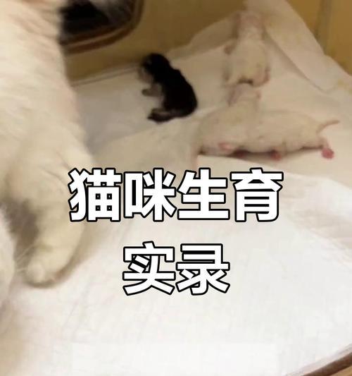 猫咪的繁殖周期及注意事项（探寻猫咪繁殖周期的奥秘，了解正确的繁殖方法）