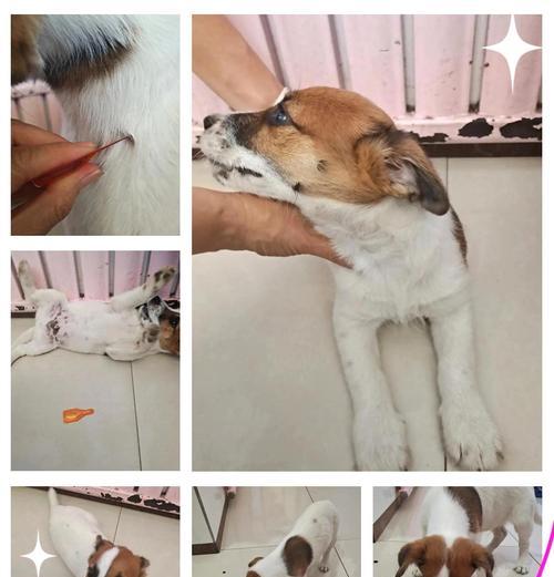 轻视驱虫风险的代价——主人手动清除狗狗身上虫子引发感染的故事（当驱虫被忽视，狗狗健康遭受威胁！）