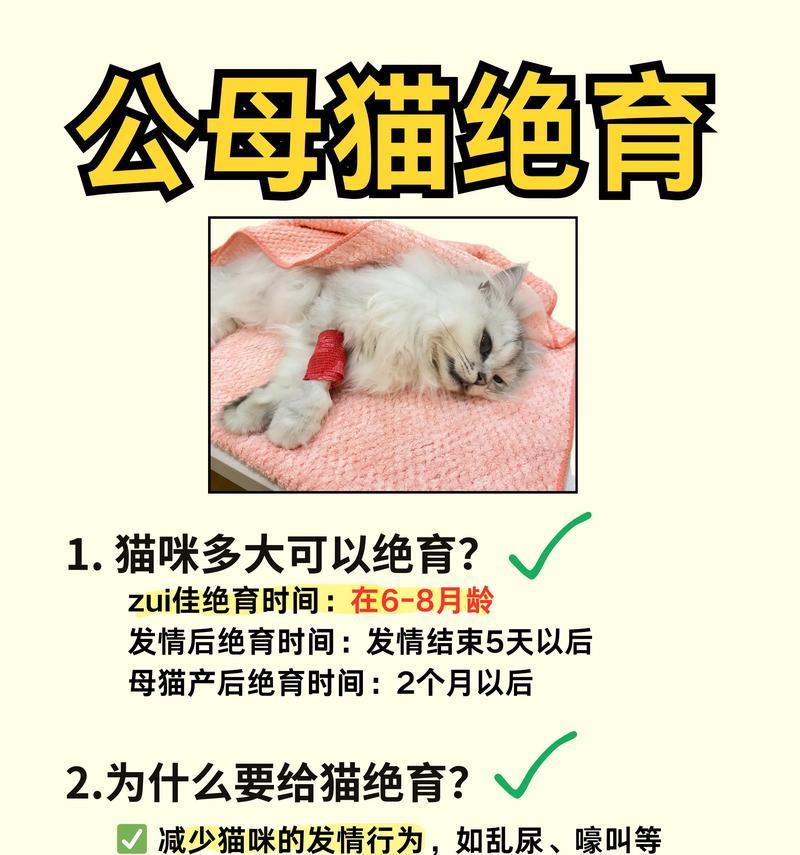 从猫咪生完宝宝到配对的时间及注意事项（了解猫咪产后恢复期和正确的配对时间，为猫咪和宝宝的健康着想）