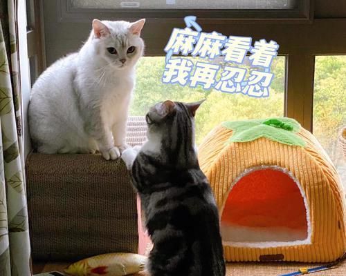 猫咪运动（揭秘猫咪每天运动时间的重要性与方法）