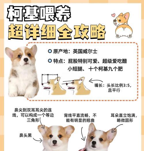 柯基犬洗澡的最佳频率（探讨柯基犬洗澡的时间间隔，保持毛发健康）