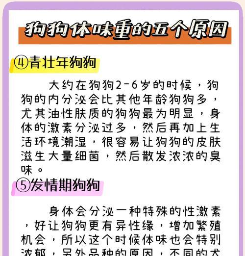 减轻狗狗体味的小妙招（四个简单方法让你家狗狗闻起来清新无比）