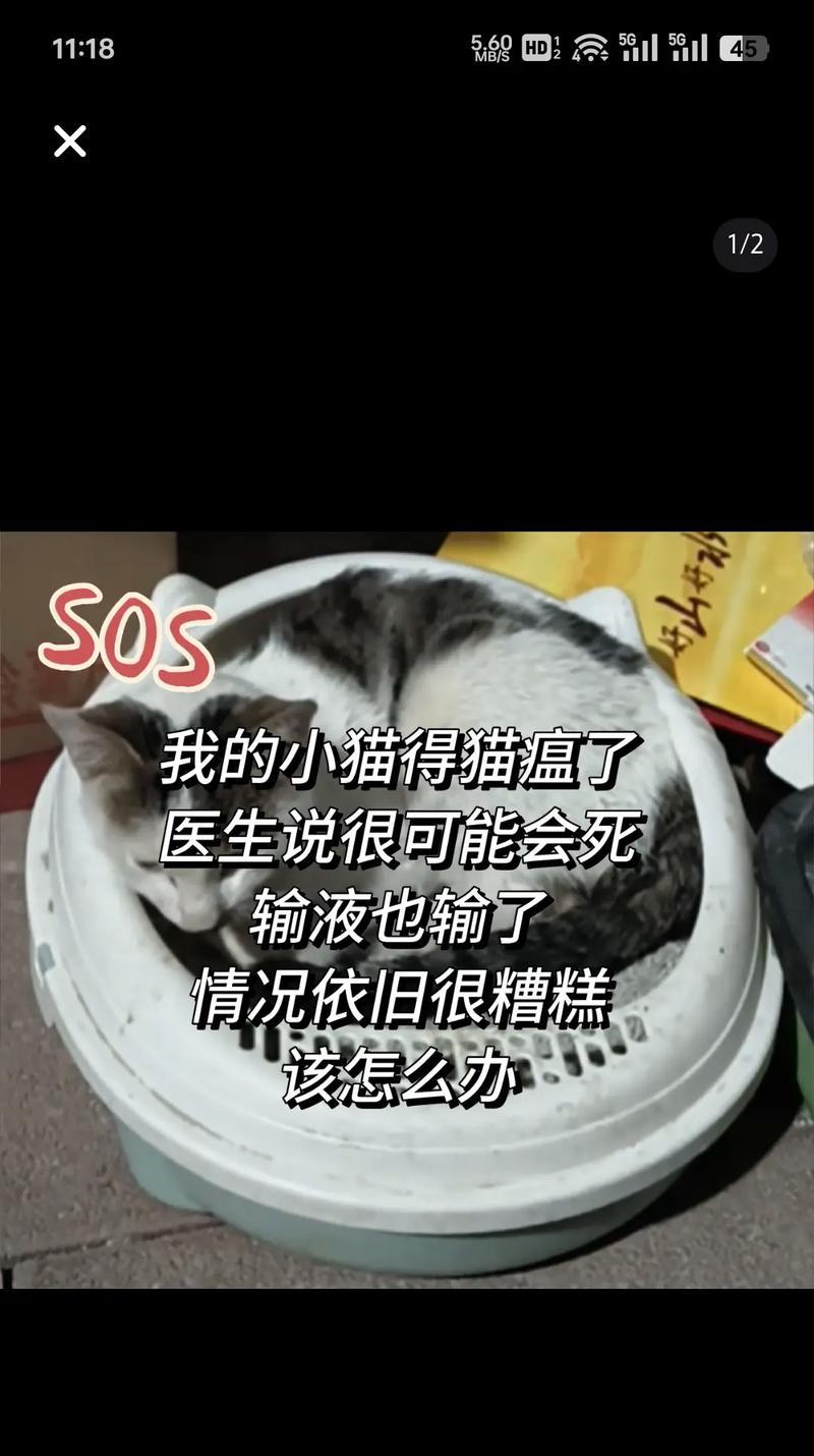 猫瘟的持续时间（掌握猫瘟的传播途径和治疗方法，关爱你的爱宠）