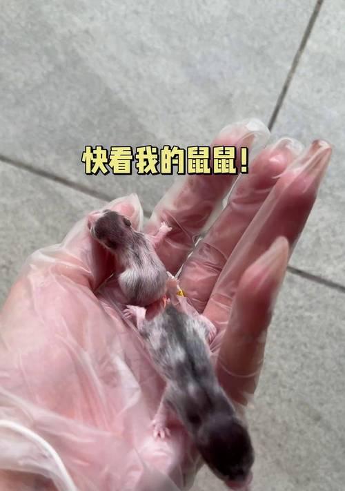 金丝熊的繁殖周期及产仔间隔（探索金丝熊生育行为）