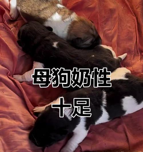 小狗吃母狗奶的时长及影响（探索小狗从出生到断奶期间的哺乳过程）