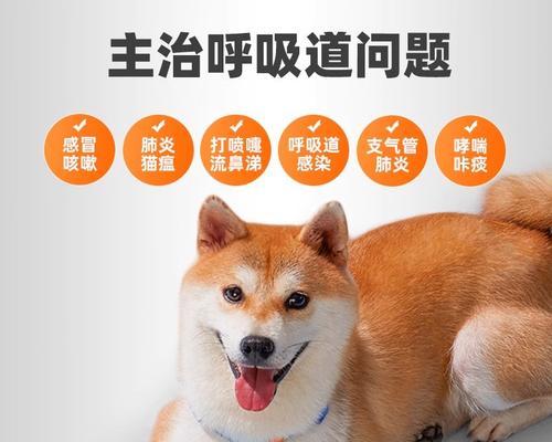 狗狗感冒药全解析（了解狗狗感冒药，保护它们的健康！）