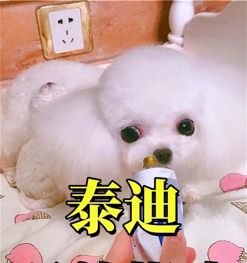 以泰迪生产前多久能洗澡（泰迪幼犬洗澡的最佳时机及注意事项）