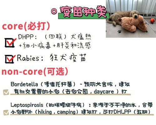 小狗疫苗接种时间表及重要性（了解小狗疫苗接种的正确时间和必要性，守护它们的健康）