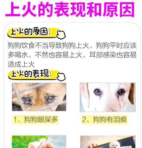 狗狗眼屎多的原因和处理方法（狗狗眼屎多，是上火引起的吗？）