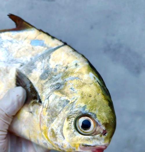 海鱼喂食频率的科学探究（了解海鱼喂食的最佳时间和方式）