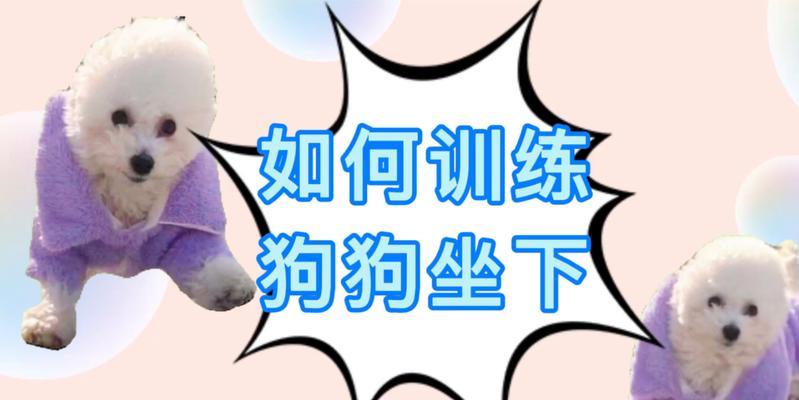 《以泰迪站走多久能学会》（探讨训练泰迪站走所需时间及关键因素）