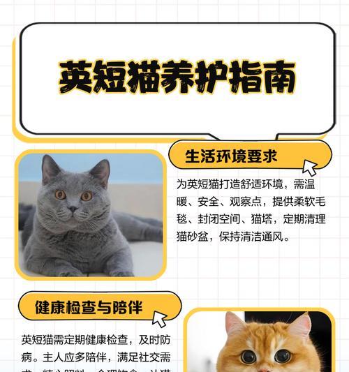 英短生小猫的时间周期及重要考虑因素