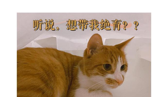 爱猫绝育的最佳时机（记住这三件事，给爱猫绝育的最佳时机）