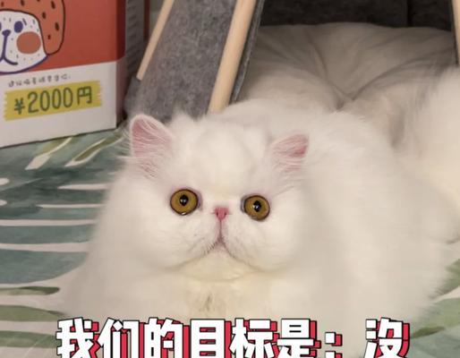加菲公猫（探寻加菲公猫鼓腮背后的奥秘）