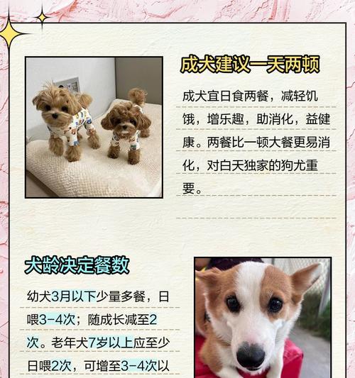 成年狗一晚睡多久的科学解读（揭秘成年狗睡眠时长及其重要性）