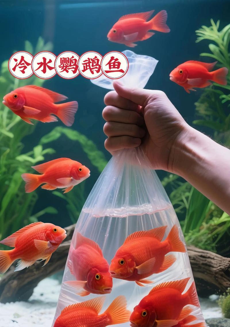 养鱼新手入门指南