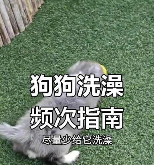 幼犬洗澡的最佳时机（了解幼犬洗澡的关键信息）