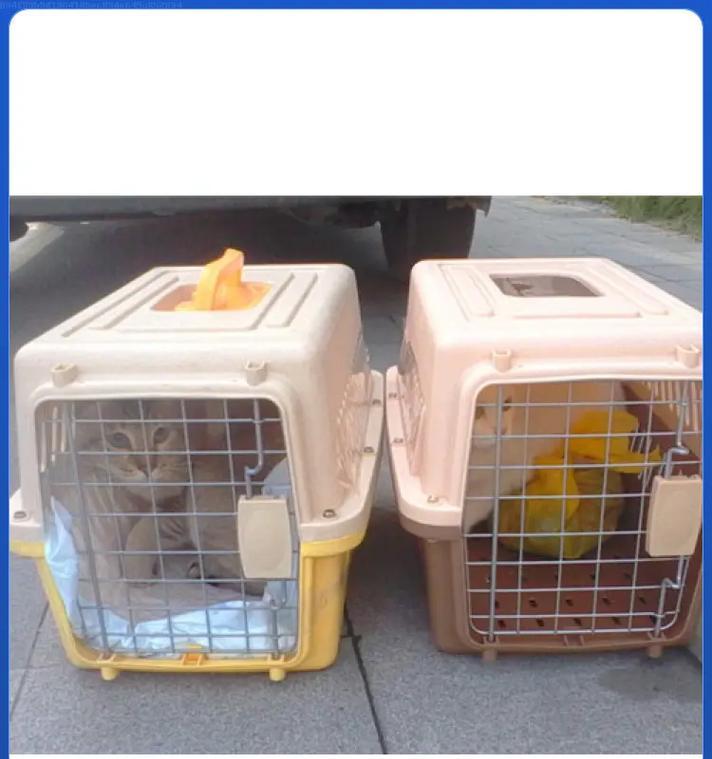 如何安全托运猫咪出行？（详细指南及注意事项）