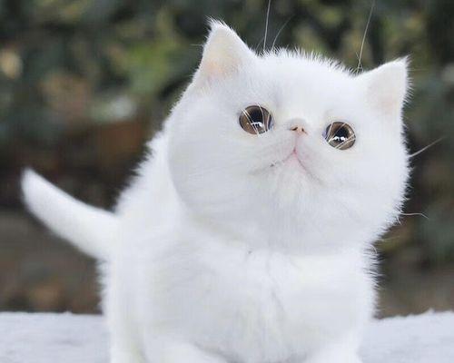 如何判断加菲猫的纯种性？（关键指标及鉴定方法）
