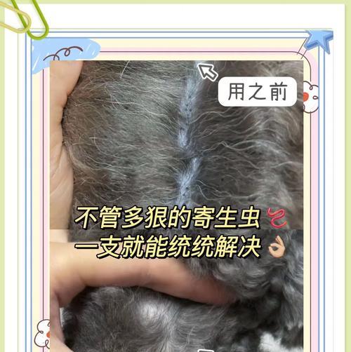 狗狗寄生虫传染给人的风险及预防措施（宠物狗身上的寄生虫如何威胁人类健康与安全）