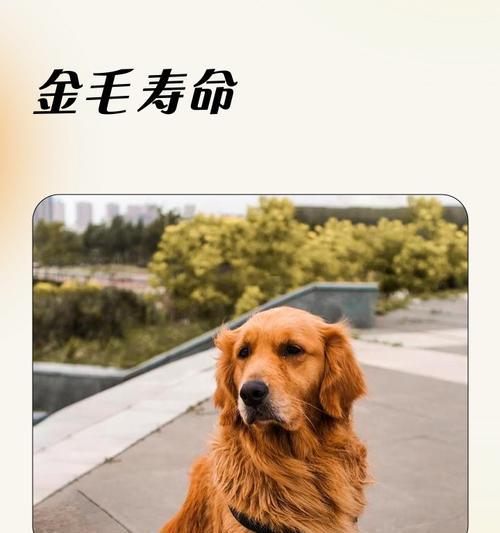 金毛价格和洗澡频率的相关信息（纯正金毛价格多少钱？一周洗澡一次为最佳频率）