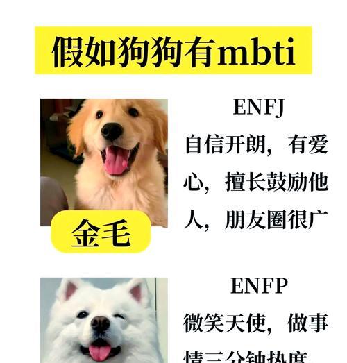 独立性训练（培养狗狗的独立性，使其不再寸步不离主人）