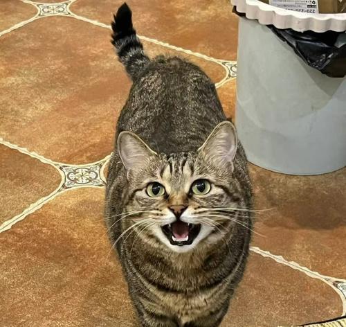 中国最常见的猫的品种及特点（探索中国最受欢迎的猫咪品种与其特色）