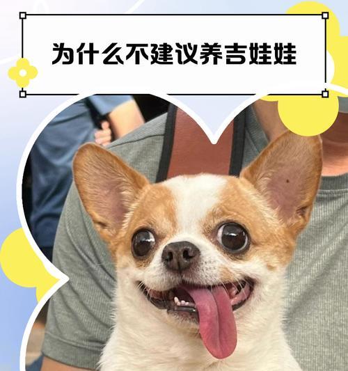 从热门宠物到万人嫌，探析吉娃娃的转变之谜（吉娃娃）