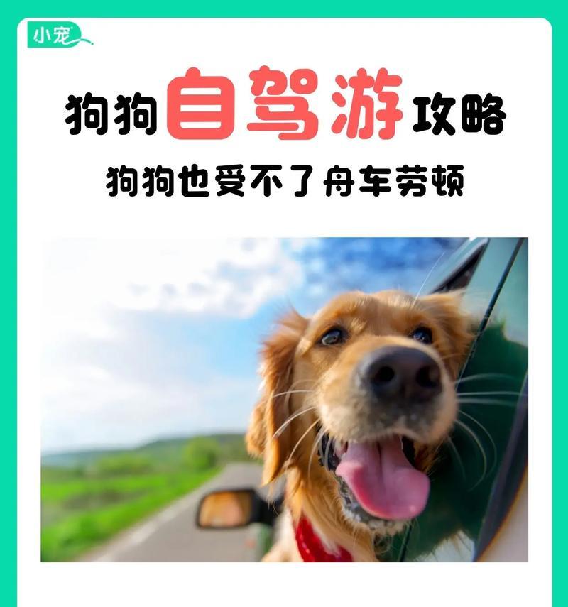 狗晕车后需要多久才能恢复正常？（狗晕车恢复时间与关键因素）