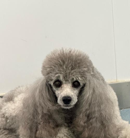 泰迪小狗洗澡的频率及注意事项（每月一次适合泰迪小狗的澡洗方式与步骤）