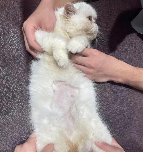 狗狗绝育（为什么选择给狗狗绝育，有哪些好处？）