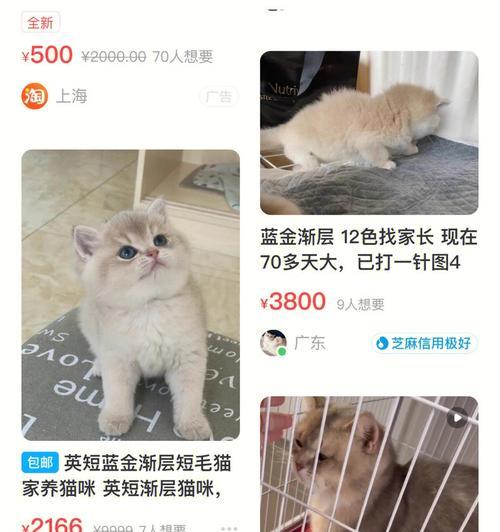 新买的猫咪如何快速认家（掌握关键技巧让猫咪迅速适应新环境）