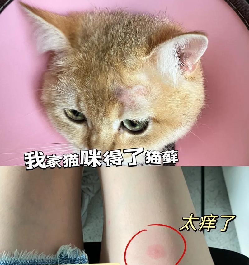 猫咪长猫藓的治疗周期（探究猫咪长猫藓的治愈时间及关键因素）